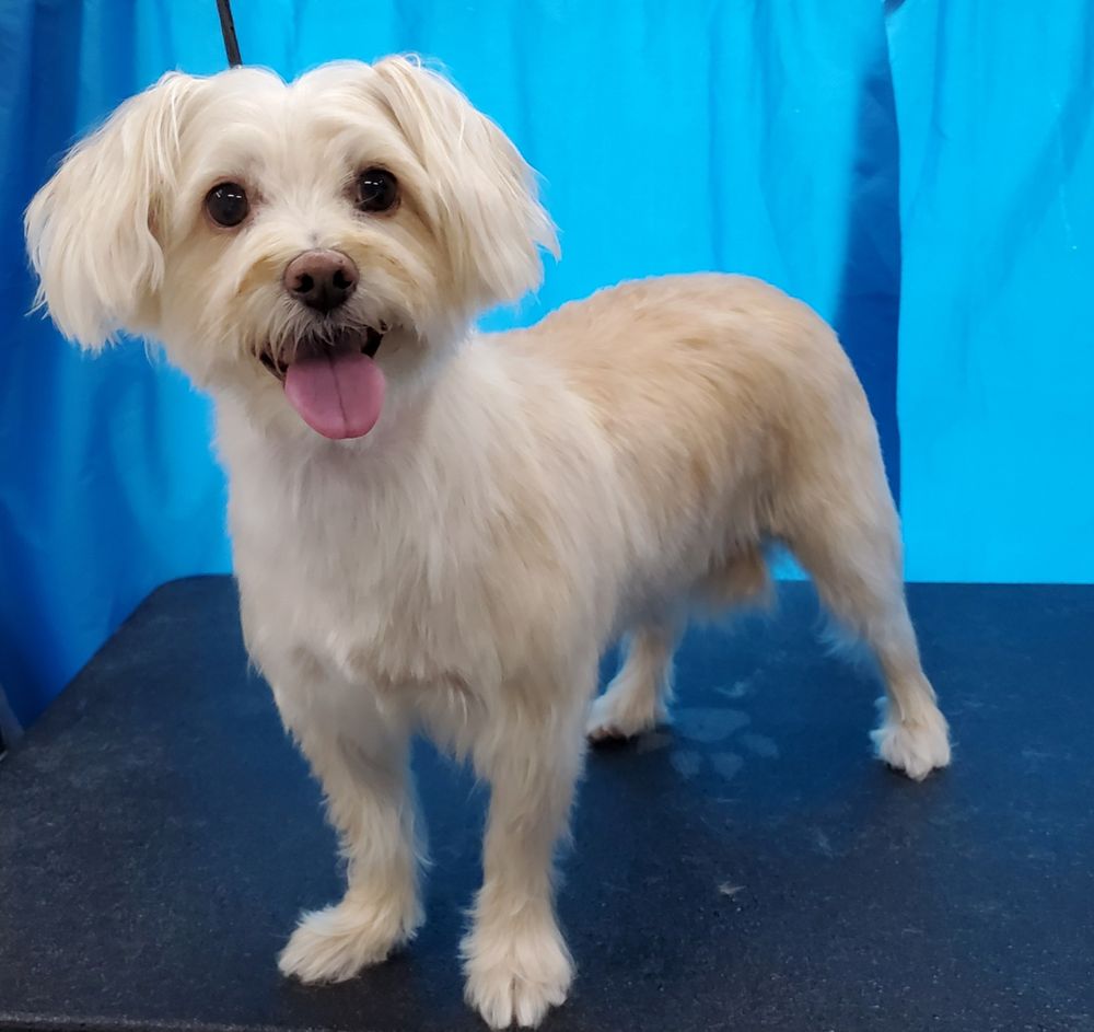 GROOMING BY CRYSTAL Updated July 2024 Magnolia, Texas Pet