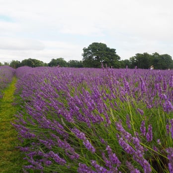 Mayfield Lavender Farm - Flowers & Gifts Near Me - Banstead, XGL