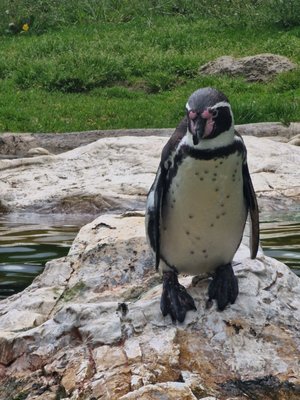 Schönbrunn Zoo by null