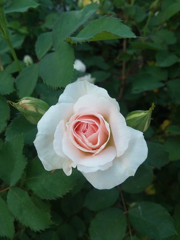 SWEDBERG NURSERY Updated September 2024 10 Photos 37499 State