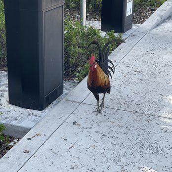 Firehouse Parking Lot - Roosters greeted us in the parking lot. - Parking Near Me - Key West, Florida Firehouse Parking Lot - Roosters greeted us in the parking lot. - Parking Near Me - Key West, Florida