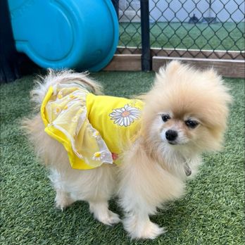 Preppy Pet - Daisy enjoys daycare - Pet Boarding Near Me - Richmond, Texas