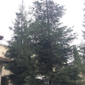Clark's Tree Works - Before - Tree Services Near Me - Modesto, California