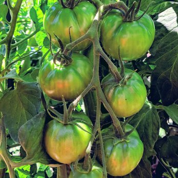 Love Apple Farms - Nurseries & Gardening Near Me - Scotts Valley, California Love Apple Farms - Nurseries & Gardening Near Me - Scotts Valley, California