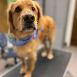 Gary's Professional Dog Grooming - Sparrow after her grooming