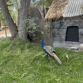 Idaho Falls Zoo - Peacock - Zoos Near Me - Idaho Falls, Idaho Idaho Falls Zoo - Peacock - Zoos Near Me - Idaho Falls, Idaho