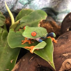 Animal House Pets & Supplies - Red-Eyed Tree Frog