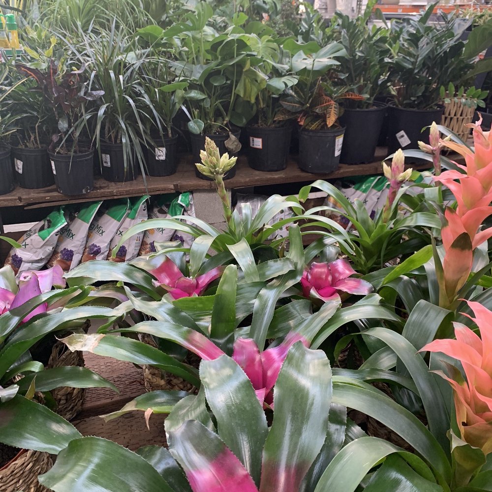 The Home Depot - Indoor plants - Building Supplies Near Me - San Ramon, California The Home Depot - Indoor plants - Building Supplies Near Me - San Ramon, California