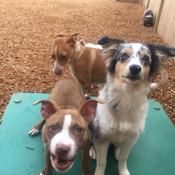 Instinct Dog Behavior & Training - Pet Training Near Me - New York, New York Instinct Dog Behavior & Training - Pet Training Near Me - New York, New York