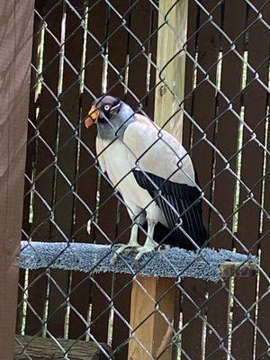 Carolina Raptor Center by null
