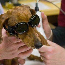Village Veterinarian