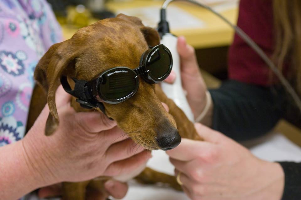 Village Veterinarian Image