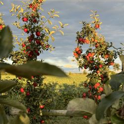 Prairie Sky Orchard - Reason we called the Orchard "Prairie Sky"