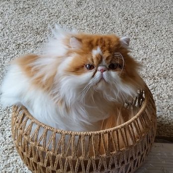 Kitty Party Persians - My beautiful love! Thank you,Vicky!! - Pet Breeders Near Me - Rancho Cucamonga, California Kitty Party Persians - My beautiful love! Thank you,Vicky!! - Pet Breeders Near Me - Rancho Cucamonga, California