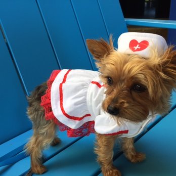 Dogs Best Friend - Therapy Dog Sydney - Pet Groomers Near Me Dogs Best Friend - Therapy Dog Sydney - Pet Groomers Near Me