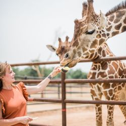 Absolute Charm Wine Tours - Safari Tour Experience