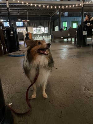 Bark Social by null