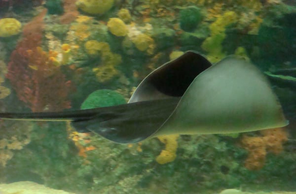 Aquarium of Veracruz by null