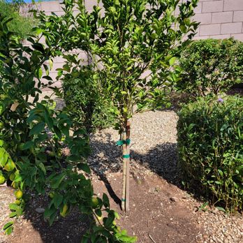Moon Valley Nurseries - This is my lemon tree that was leaning. Alex had the guys fix this and bow its straight. Appreciate it - Nurseries & Gardening Near Me - Peoria, Arizona Moon Valley Nurseries - This is my lemon tree that was leaning. Alex had the guys fix this and bow its straight. Appreciate it - Nurseries & Gardening Near Me - Peoria, Arizona