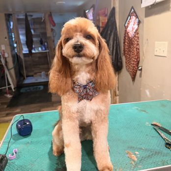 Inked with Shears - Pet Groomers Near Me - Wetumpka, Alabama Inked with Shears - Pet Groomers Near Me - Wetumpka, Alabama