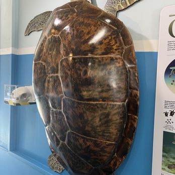The Turtle Hospital - Veterinarians Near Me - Marathon, Florida