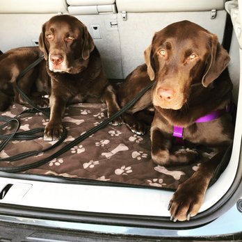 The UpScale Tail Pet Grooming - Naperville - Pet Groomers Near Me - Naperville, Illinois
