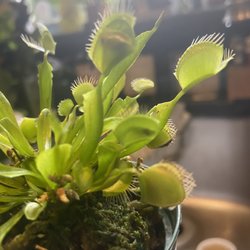 Indoor Outdoor Gardener - My Venus fly trap is getting full. Two traps are enjoying a week long dinner from a fly and an ant