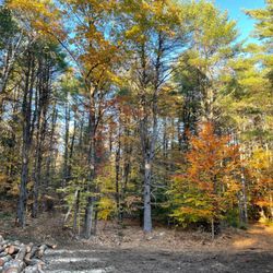 Saratoga Land Management