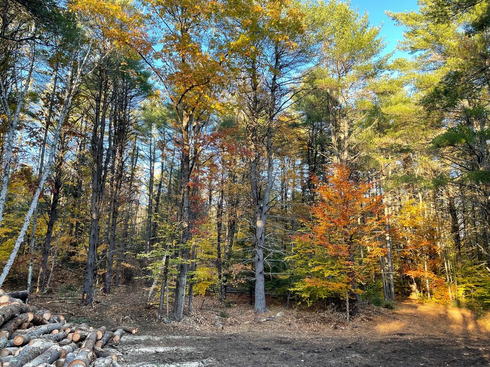 Saratoga Land Management - tree service in Saratoga Springs, NY