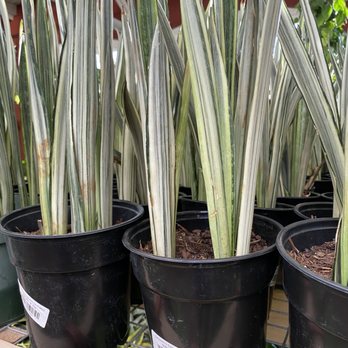Jordan's Jungle - Nurseries & Gardening Near Me - Pawtucket, Rhode Island