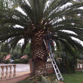 JBS Tree Care - JBS is the only company we will use to handle our tree trimming and removal. Extremely professional and courteous. Highly recommended! - Tree Services Near Me - Pomona, California JBS Tree Care - JBS is the only company we will use to handle our tree trimming and removal. Extremely professional and courteous. Highly recommended! - Tree Services Near Me - Pomona, California