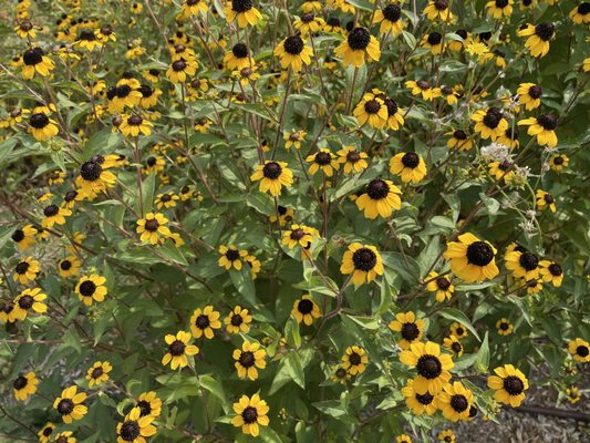 Idaho Botanical Garden by null