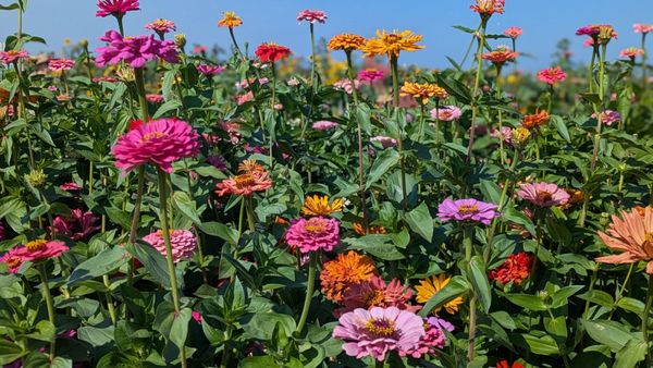 Stalker Farms- Haunted Attractions (Stocker Farms) by null