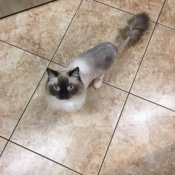 kings mobile pet spa