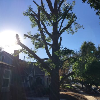 Lucero Tree Service - Tree Services Near Me