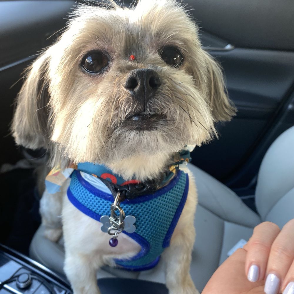 Bitches N Bubbles - XS haircut - Pet Groomers Near Me - Long Beach, California