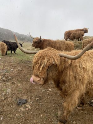 Rothiemurchus by null