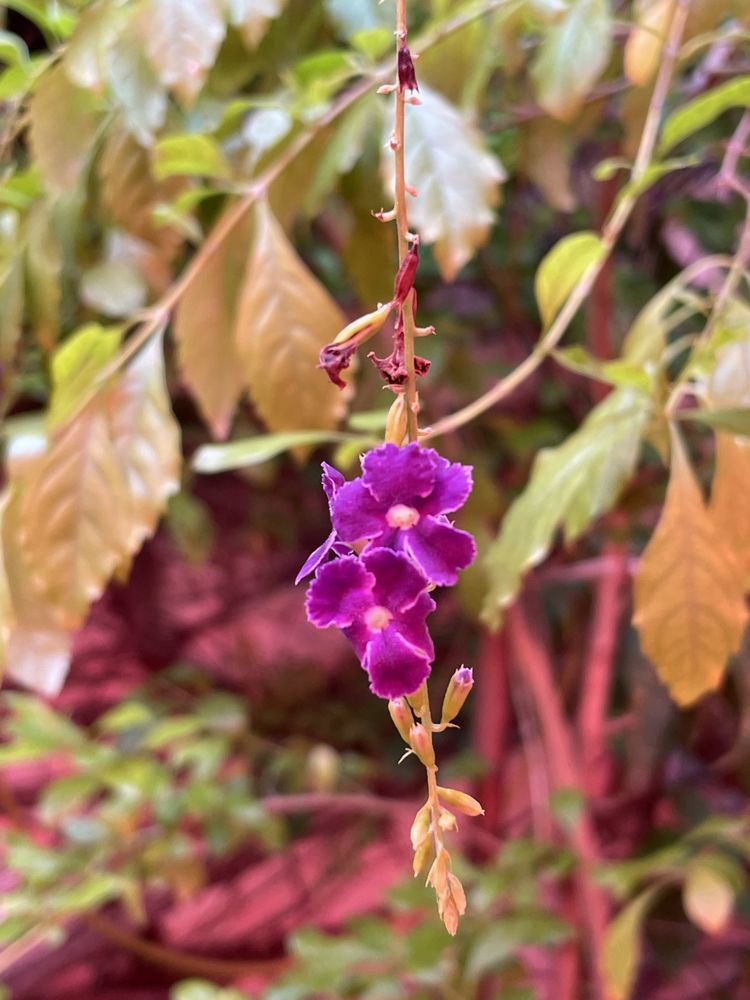 Café Montejo Merida
