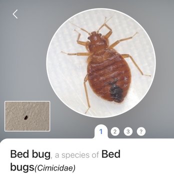 Hampton Inn & Suites Brenham - There is the BED BUG on the wall and blown up pic! - Hotels Near Me - Brenham, Texas Hampton Inn & Suites Brenham - There is the BED BUG on the wall and blown up pic! - Hotels Near Me - Brenham, Texas