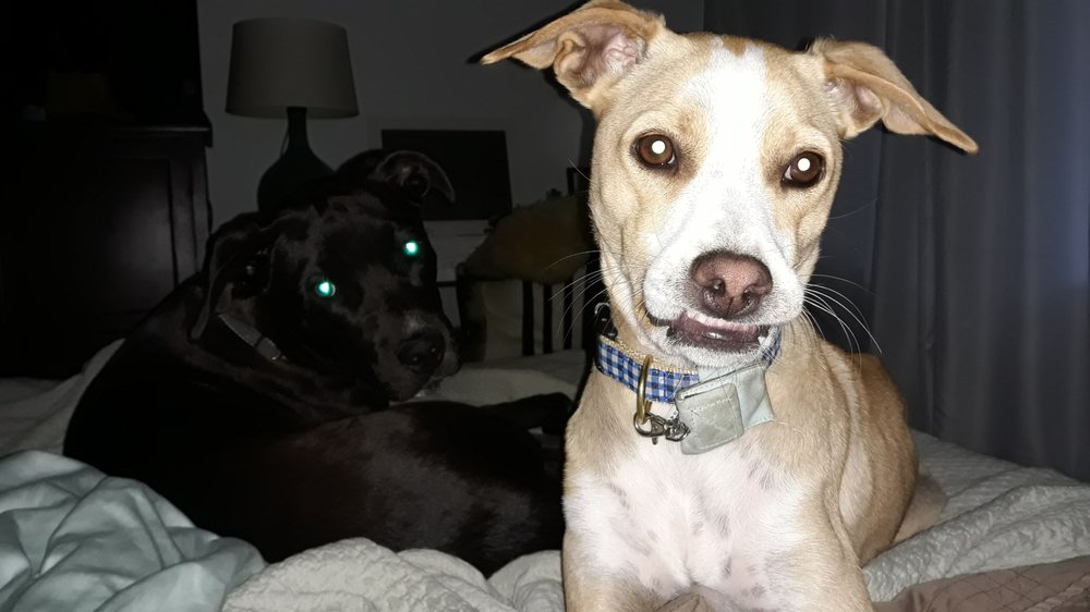 CHRISTY OLDHAM’S HEALTHY DOGS 47 Photos Manhattan Beach, California