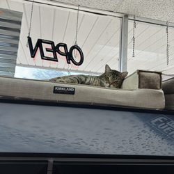 Liquor Park - Sleepy kitty