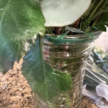 Fallbrook Florist - Flowers just delivered with chewed up missing Leaf - Florists Near Me - Fallbrook, California