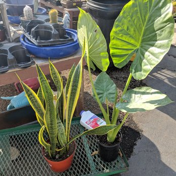 Evergreen Garden Center - Some of the excellent finds from the day - Nurseries & Gardening Near Me - Clovis, California Evergreen Garden Center - Some of the excellent finds from the day - Nurseries & Gardening Near Me - Clovis, California