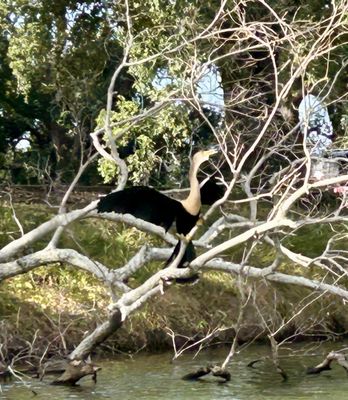 Kayak-iti-Yat, Original Kayaking Tours of New Orleans by null