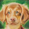 Drawn2Art - Los Gatos gift card