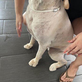 Ooh Puppy - Pet Groomers Near Me - La Mirada, California