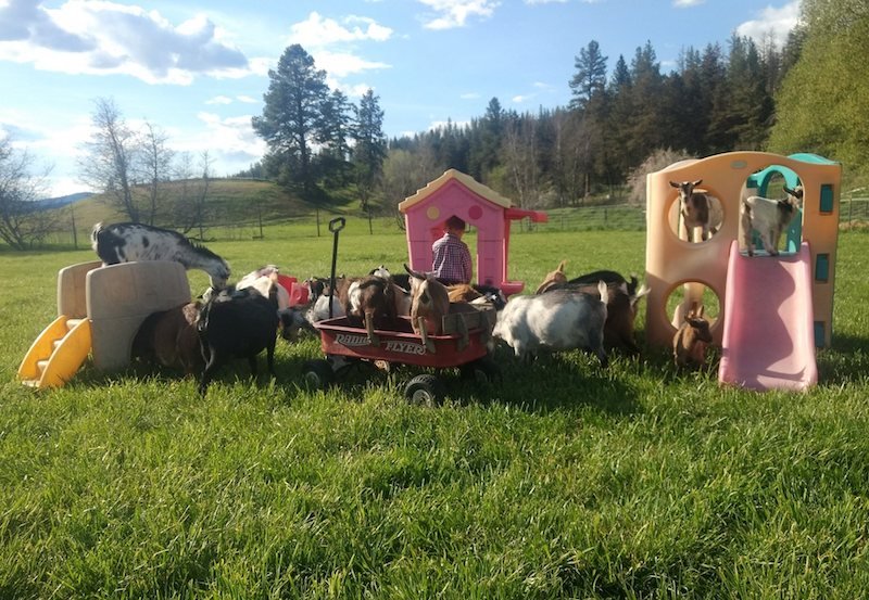 Little Avalon Farm Logo