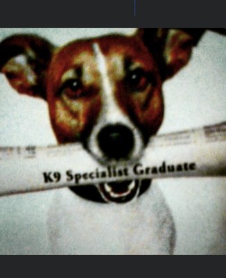 Socialization dog training ! - Give us a call ! Socialization dog training ! - Give us a call !