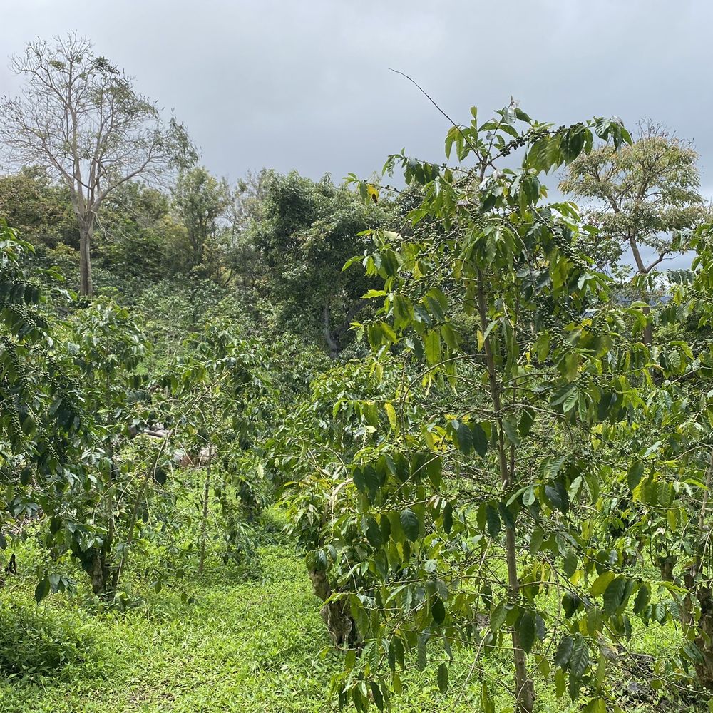 Hala Tree Coffee - Coffee farm - Attraction Farms Near Me - Captain Cook, Hawaii