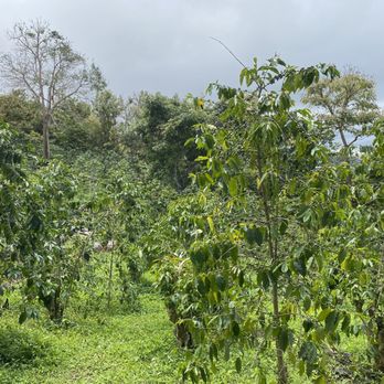 Hala Tree Coffee - Coffee farm - Attraction Farms Near Me - Captain Cook, Hawaii Hala Tree Coffee - Coffee farm - Attraction Farms Near Me - Captain Cook, Hawaii